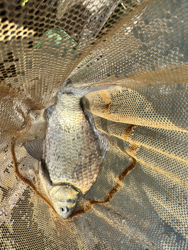 ヘラブナの釣果