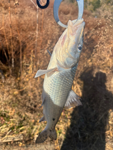 ニゴイの釣果