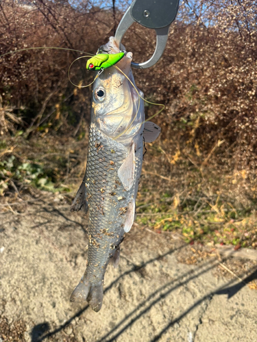 ニゴイの釣果