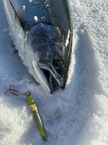 サクラマスの釣果