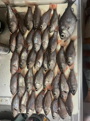 クロホシイシモチの釣果