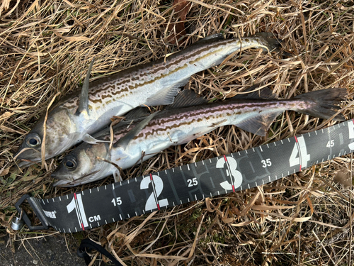 スケトウダラの釣果