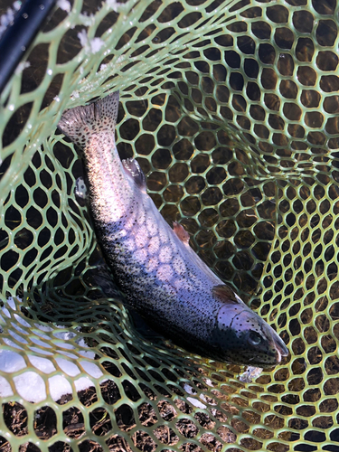 ニジマスの釣果