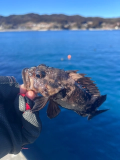 ムラソイの釣果