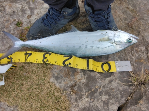 ミナミイケカツオの釣果