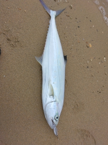 ミナミイケカツオの釣果