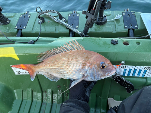 タイの釣果