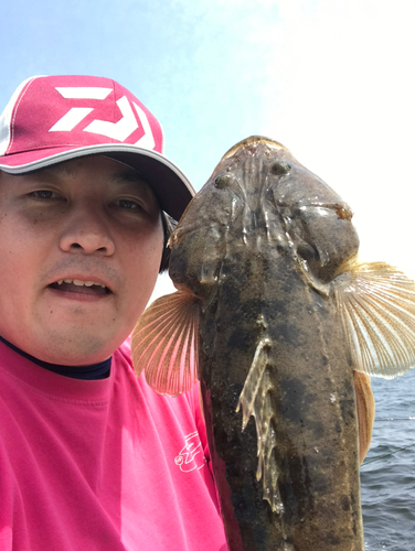 マゴチの釣果