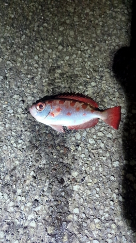 ゴマヒレキントキの釣果