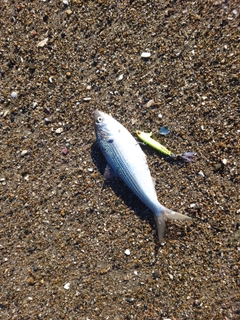 コノシロの釣果