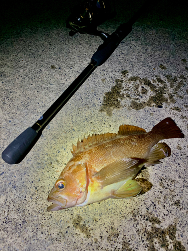 エゾメバルの釣果