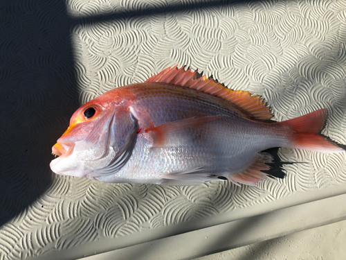 チダイの釣果