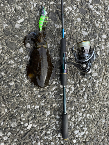 モイカの釣果