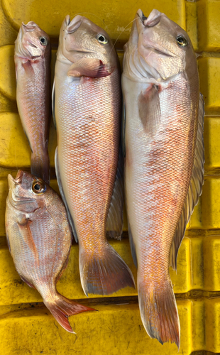 シロアマダイの釣果