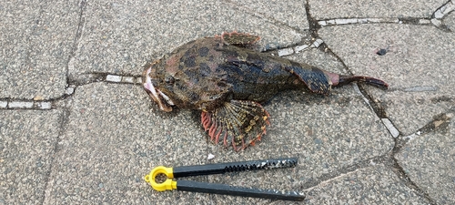 ギスカジカの釣果