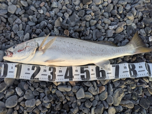 オオニベの釣果