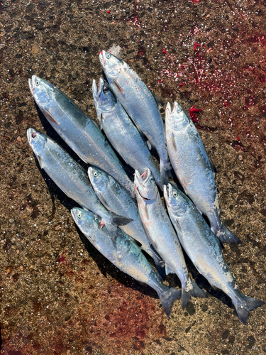 サクラマスの釣果