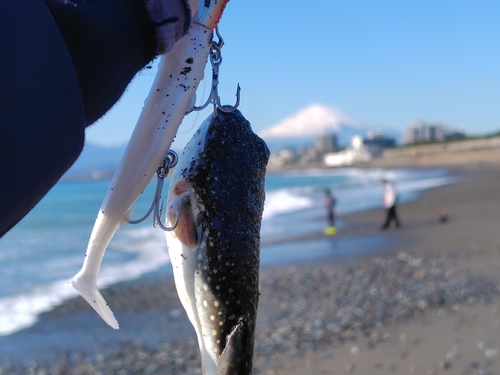 クサフグの釣果