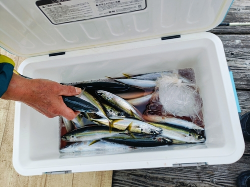 ムロアジの釣果