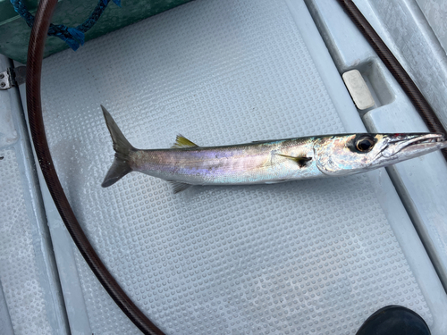 ヤマトカマスの釣果