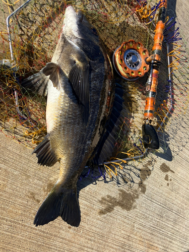 クロダイの釣果