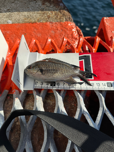 スズメダイの釣果