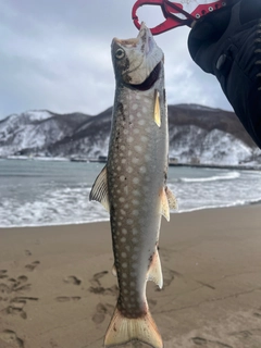 アメマスの釣果