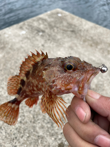 アラカブの釣果