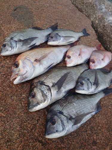 マダイの釣果