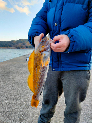 アイナメの釣果