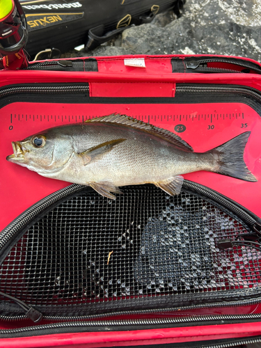 イサキの釣果