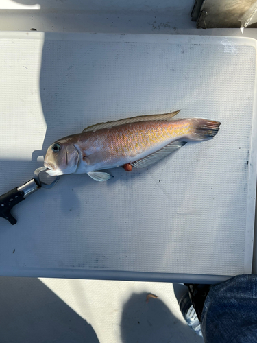 アマダイの釣果