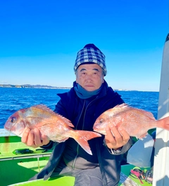 マダイの釣果