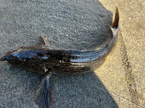 アイナメの釣果