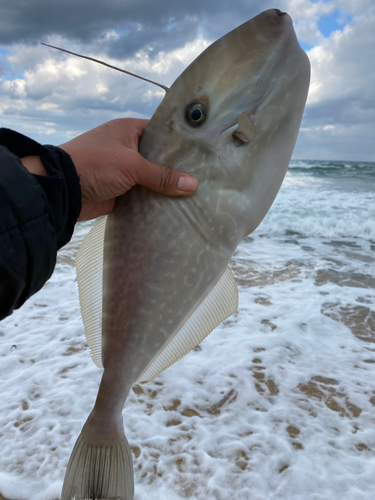 ウスバハギの釣果