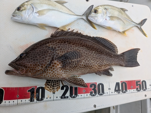 オオモンハタの釣果