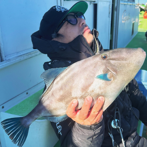 ウマヅラハギの釣果