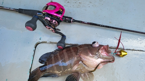 マハタの釣果