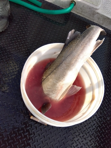 スズキの釣果