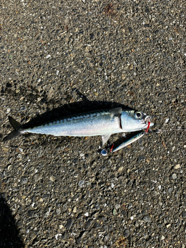 サバの釣果