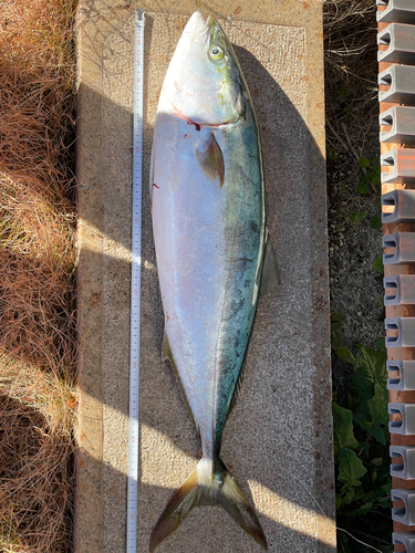 ブリの釣果