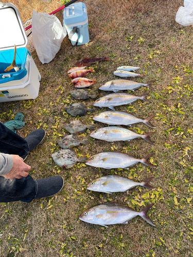 ショゴの釣果