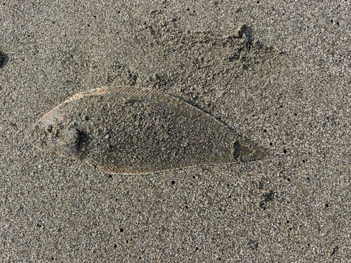 ウシノシタの釣果