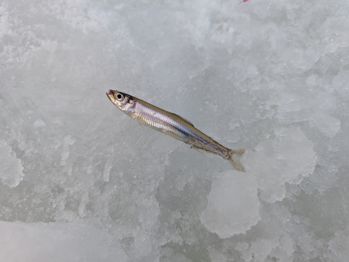 朱鞠内湖