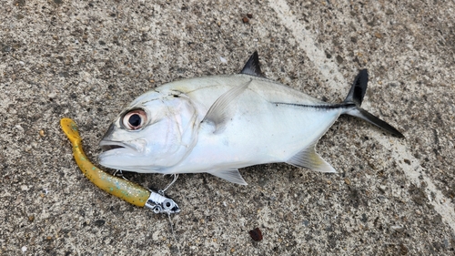 メッキの釣果