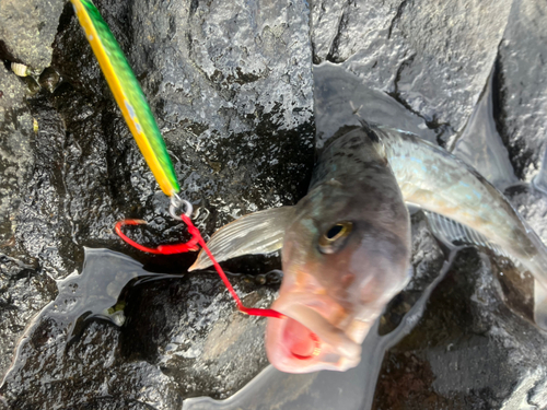 ホッケの釣果