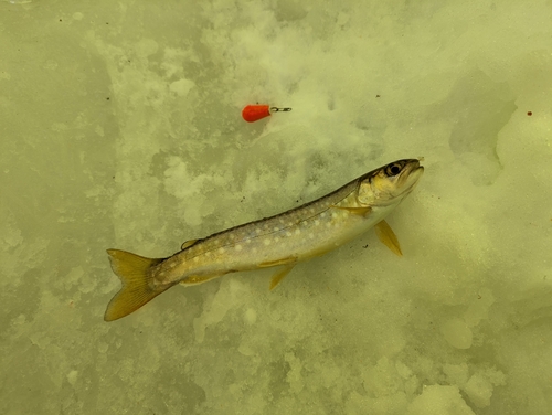 アメマスの釣果