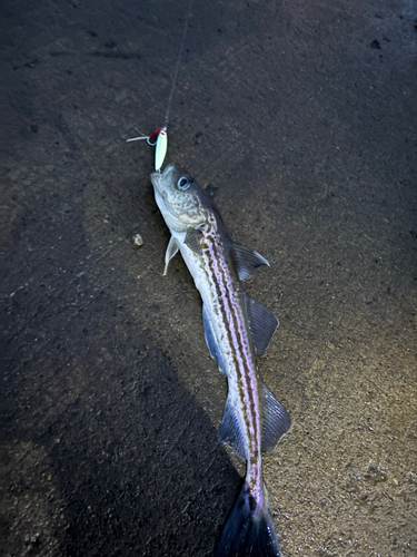 スケトウダラの釣果