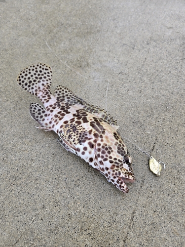 カンモンハタの釣果