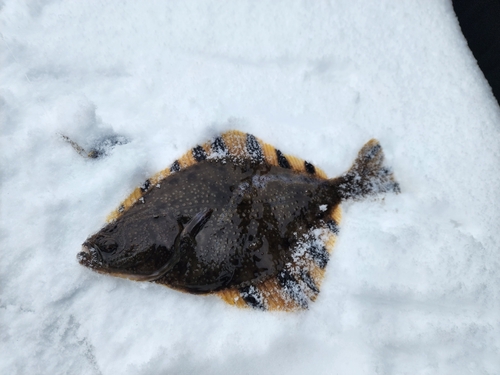 カワガレイの釣果